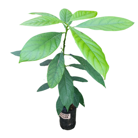 Injerto Aguacate
 - Cultivar aguacates en casa
 - Aguacate de alta calidad
 - Huerto de aguacates
 - Propiedades del aguacate
 - Cultivos Borinquen
 - Frutas frescas
 - Jardinería tropical