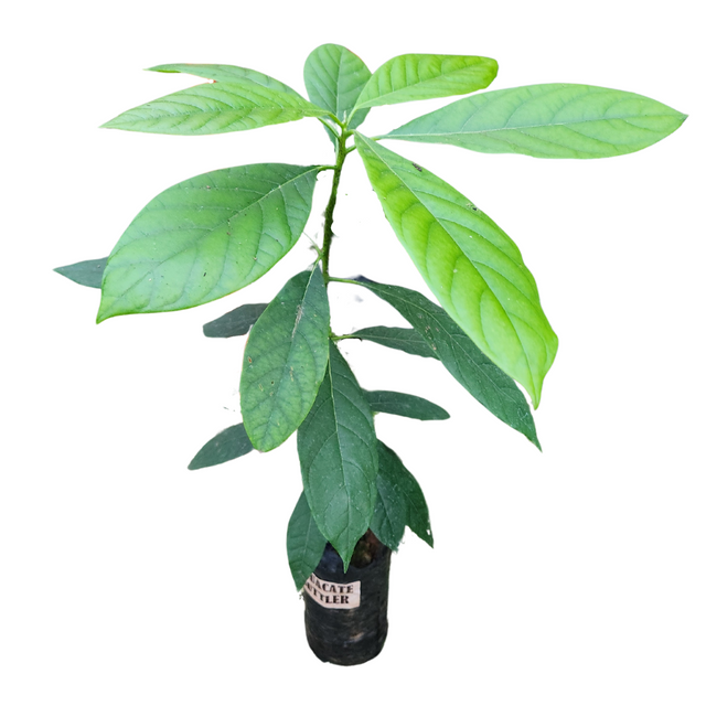 Injerto Aguacate
 - Cultivar aguacates en casa
 - Aguacate de alta calidad
 - Huerto de aguacates
 - Propiedades del aguacate
 - Cultivos Borinquen
 - Frutas frescas
 - Jardinería tropical