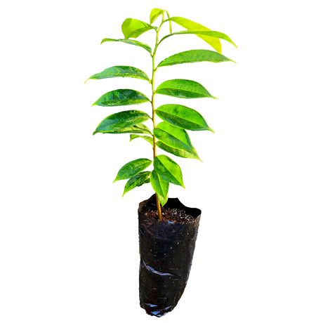 Árbol de guanábana - Annona muricata - Cultivo de guanábana - Frutos tropicales - Plantar guanábana - Jardinería tropical - Frutas exóticas