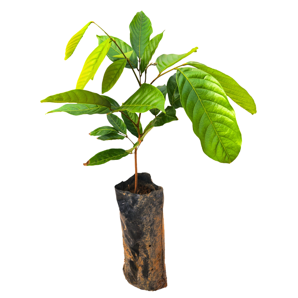 Árbol de Rambután - Nephelium lappaceum - Cultivo de Rambután - Frutos tropicales - Jardinería tropical - Plantar Rambután - Frutas exóticas