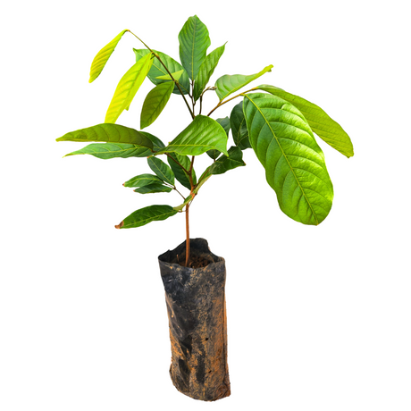 Árbol de Rambután - Nephelium lappaceum - Cultivo de Rambután - Frutos tropicales - Jardinería tropical - Plantar Rambután - Frutas exóticas