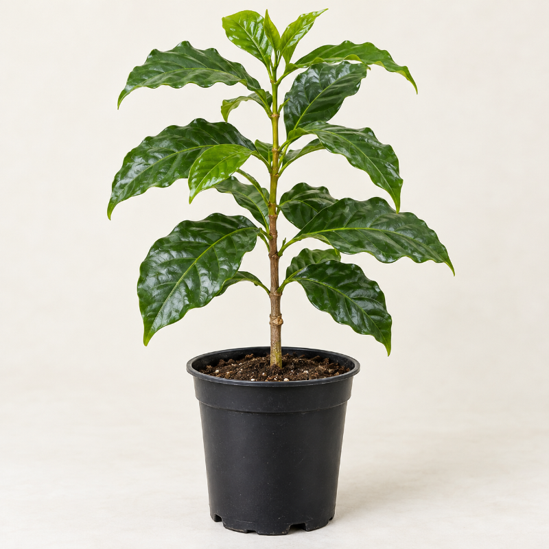 Café Árbol