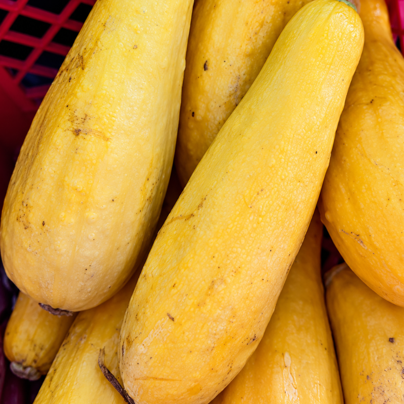 Semillas de Calabacín Amarillo para sembrar