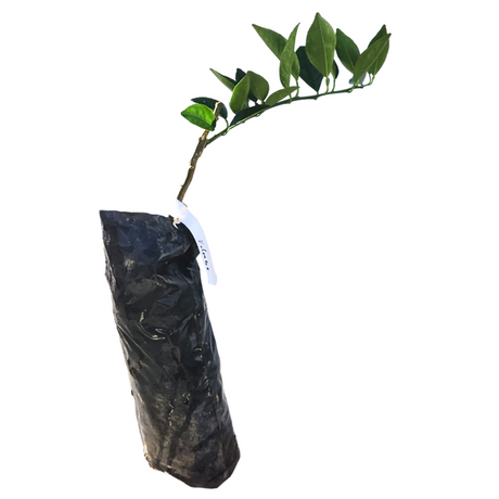 Injerto de China Nevada
 - Cultivar naranjas
 - Árbol frutal fácil cuidado
 - Naranjas dulces
 - Cultivos Borinquen
 - Frutas frescas
 - Jardinería en casa
 - Injertos de frutas