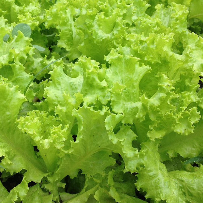 Semillas de Lechuga del País - Variedad puertorriqueña de rápido crecimiento