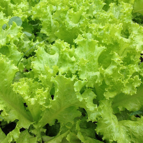Semillas de Lechuga del País - Variedad puertorriqueña de rápido crecimiento