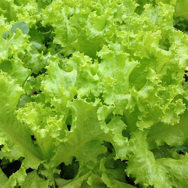 Semillas de Lechuga del País - Variedad puertorriqueña de rápido crecimiento