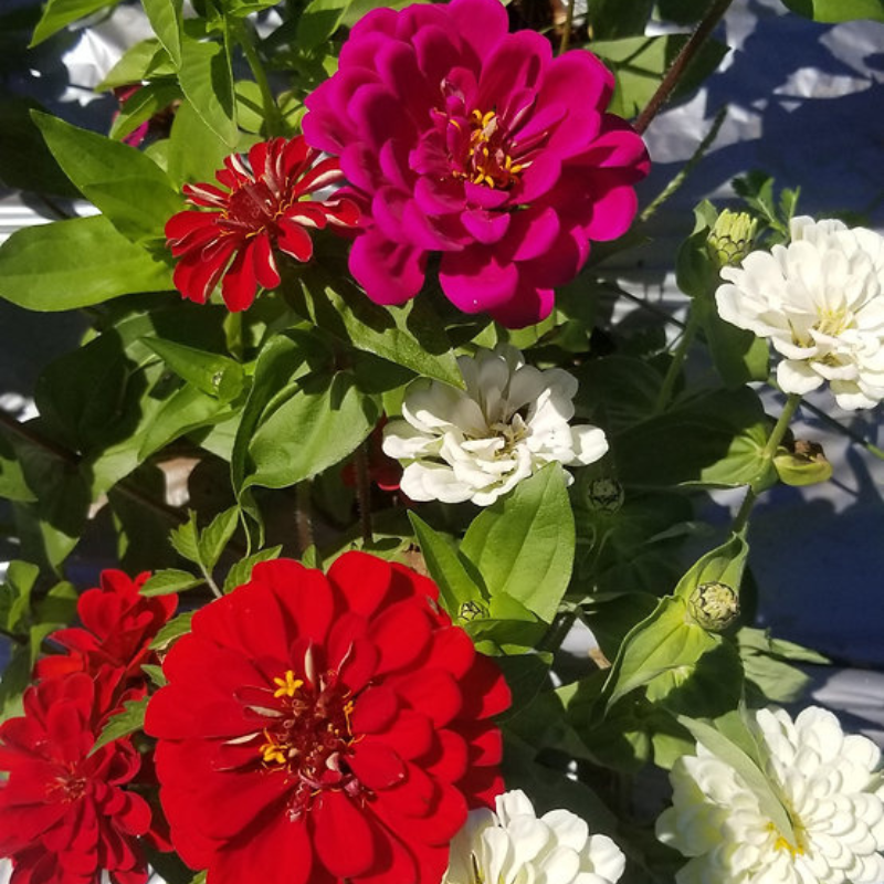 Semillas de flores para bordes - Atraen polinizadores