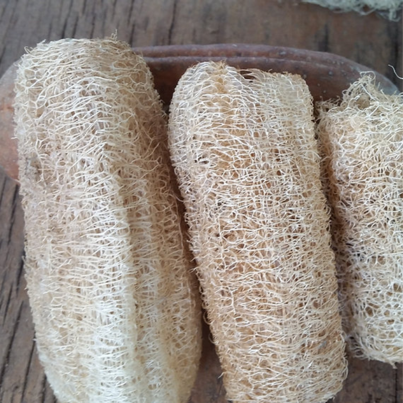 Paquete de Semillas de Lufa - 10 semillas para cultivo