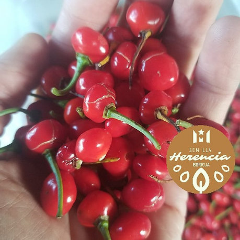 Semillas de ají dulce puertorriqueño - Sabor tradicional