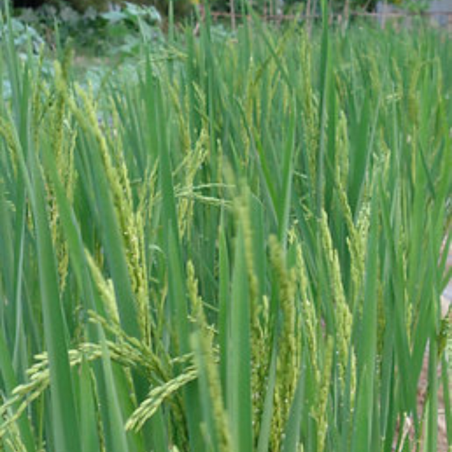 Semillas de arroz secano - Variedad que no requiere inundación