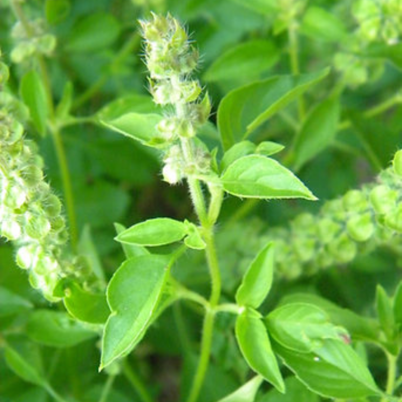 Planta de Albahaca Limón