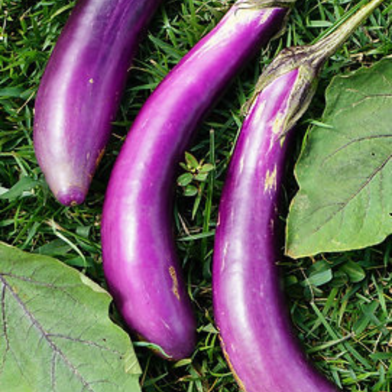 Semillas de Berenjena Larga – Frutos alargados de 10-16 onzas