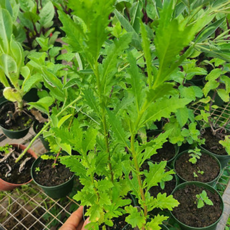 Semillas de epazote - Hierba aromática para cocina