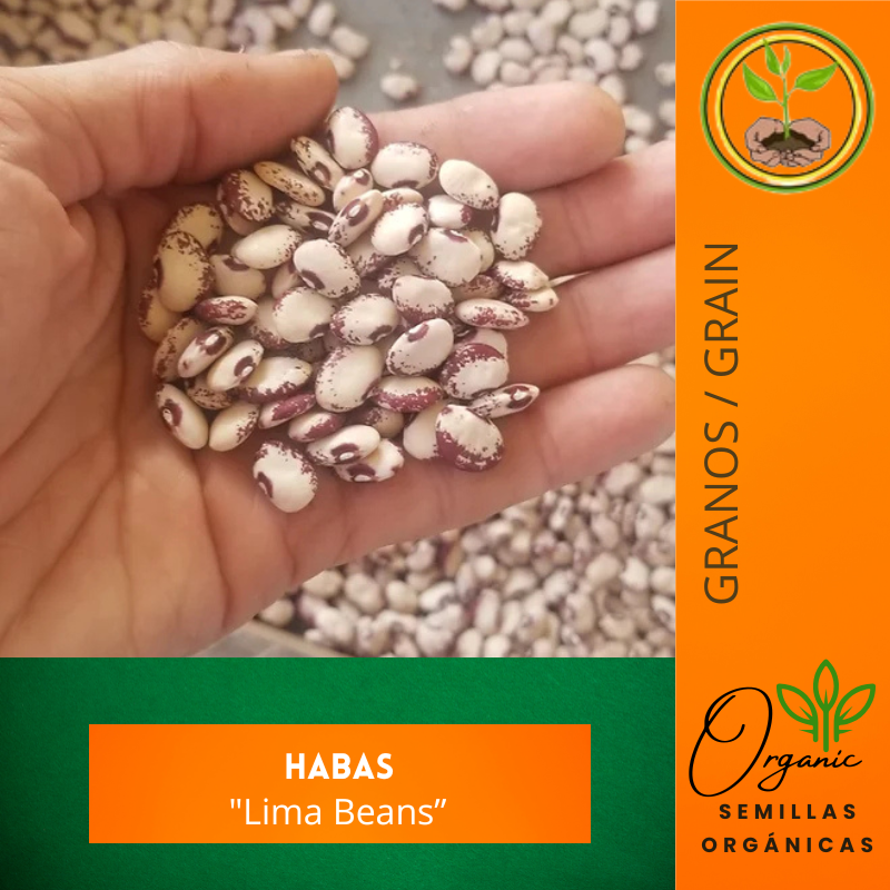 Semillas de habas - Legumbres - Cultivo de habas - Jardinería fácil - Alimentos ricos en proteínas - Huerto urbano - Plantas resistentes a plagas