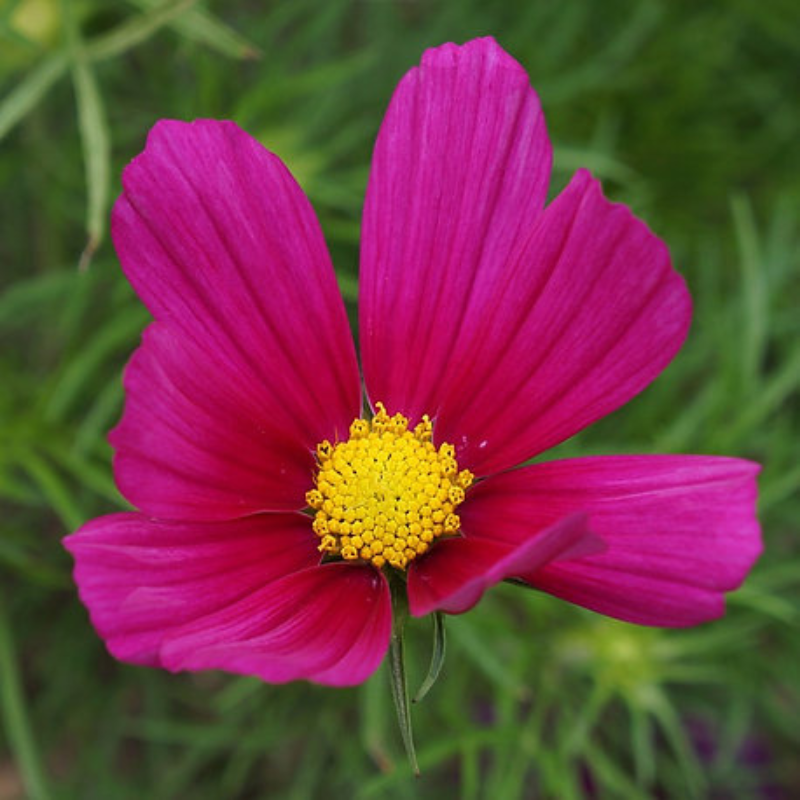Semillas Flor de Cosmos Roja - Atrae polinizadores naturales