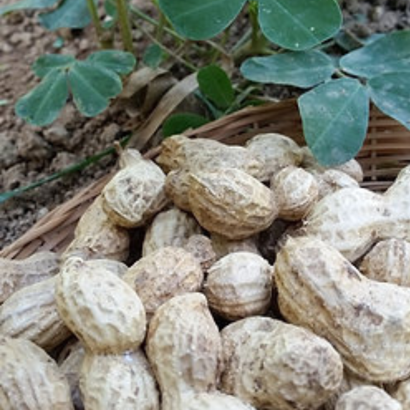 Semillas Maní de Puerto Rico - Leguminosa tropical resistente