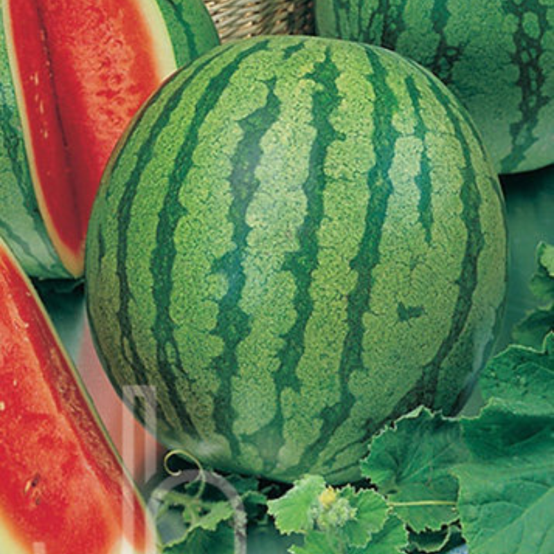 Semillas Melón Crimson - Para melones de 20 libras