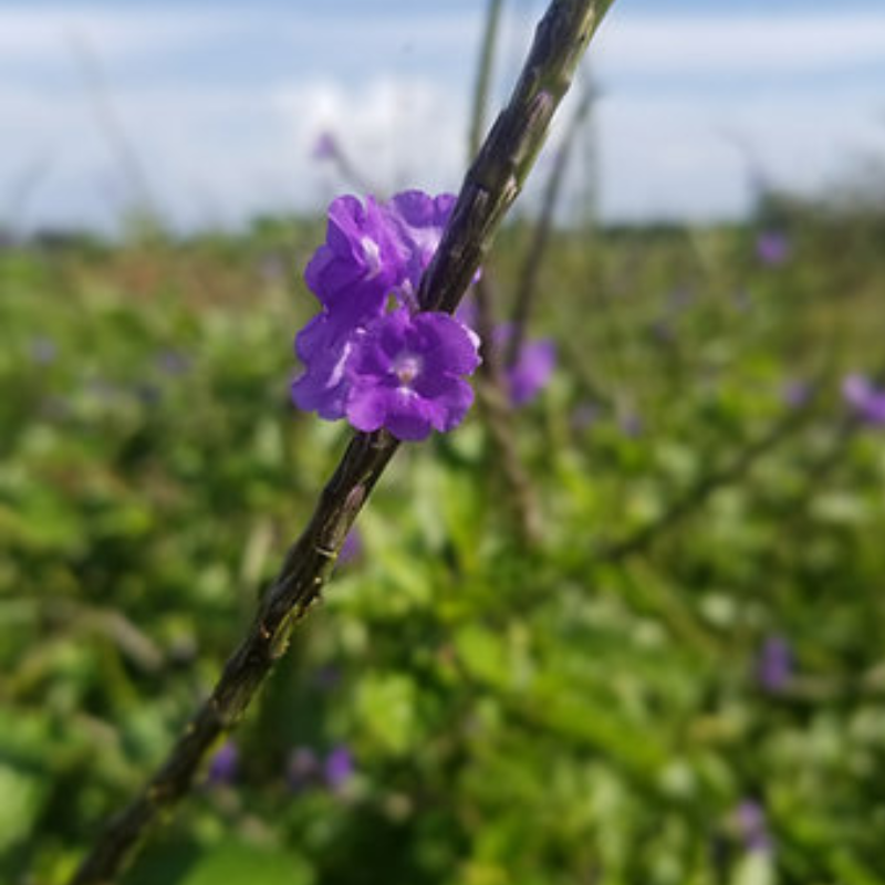 Semillas de Verbena - Flores violetas para polinizadores