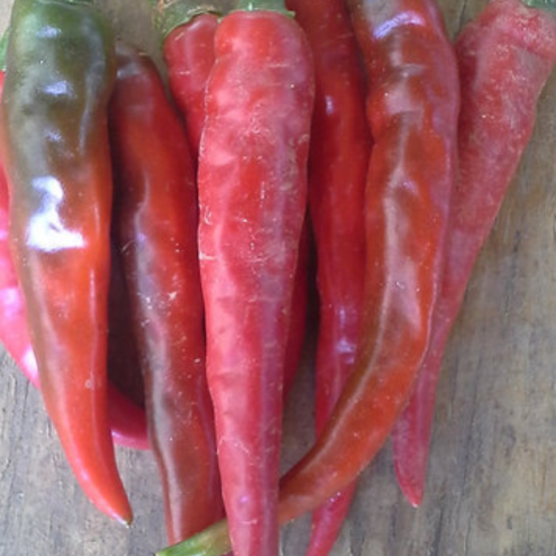Frutos de Ají Cayenne - 4 pulgadas de intenso picante