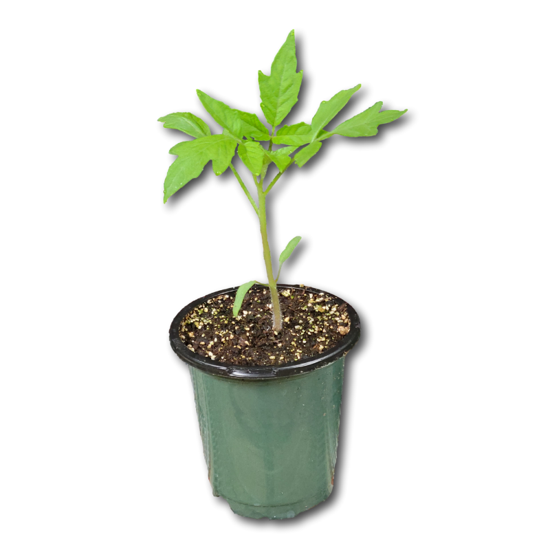 Planta de Tomate Cubanero