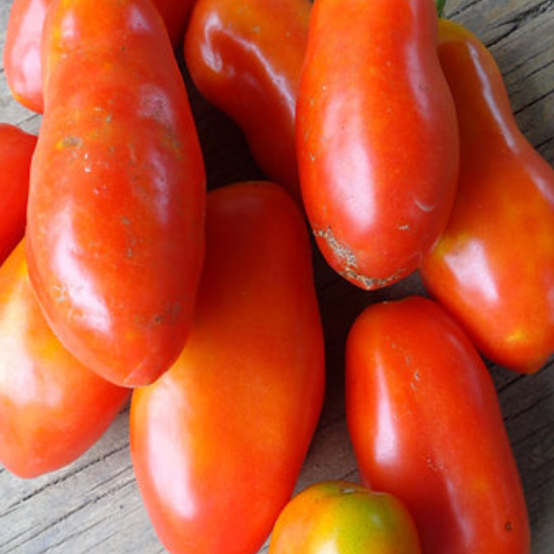 Cultivo de tomate - Planta indeterminada con soporte