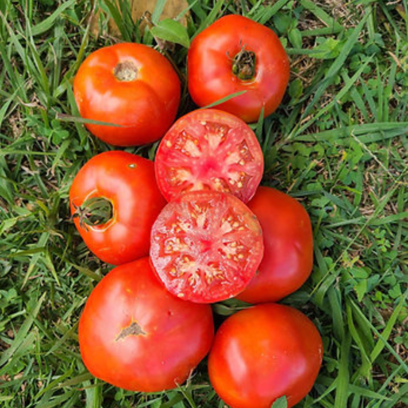 Planta de Tomate Cubanero
