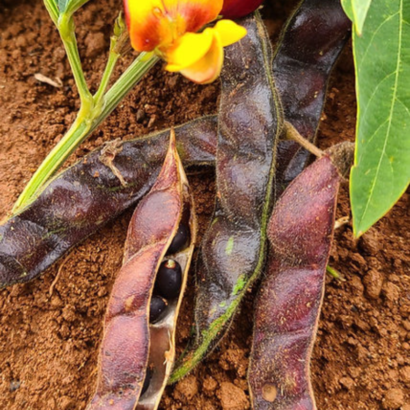 Semillas de gandul negro - Variedad tradicional puertorriqueña
