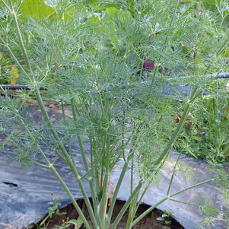 Paquete de semillas de Eneldo - 120 semillas aprox. para siembra