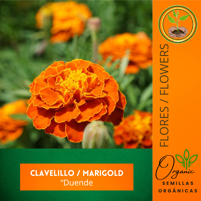 Marigold Naranja
 - Repelente de insectos
 - Semillas de flores
 - Cultivo de flores
 - Jardinería ecológica
 - Semillas de polinización abierta
 - Control de plagas natural