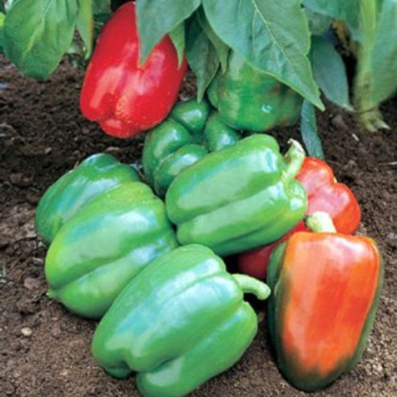 Planta de pimiento dulce madura - Frutos grandes en arbusto