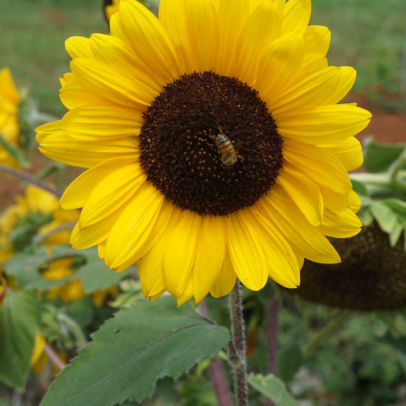 Semillas de girasol gigante - Crecen hasta 12 pies