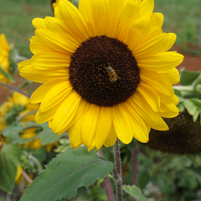Semillas de girasol gigante - Crecen hasta 12 pies