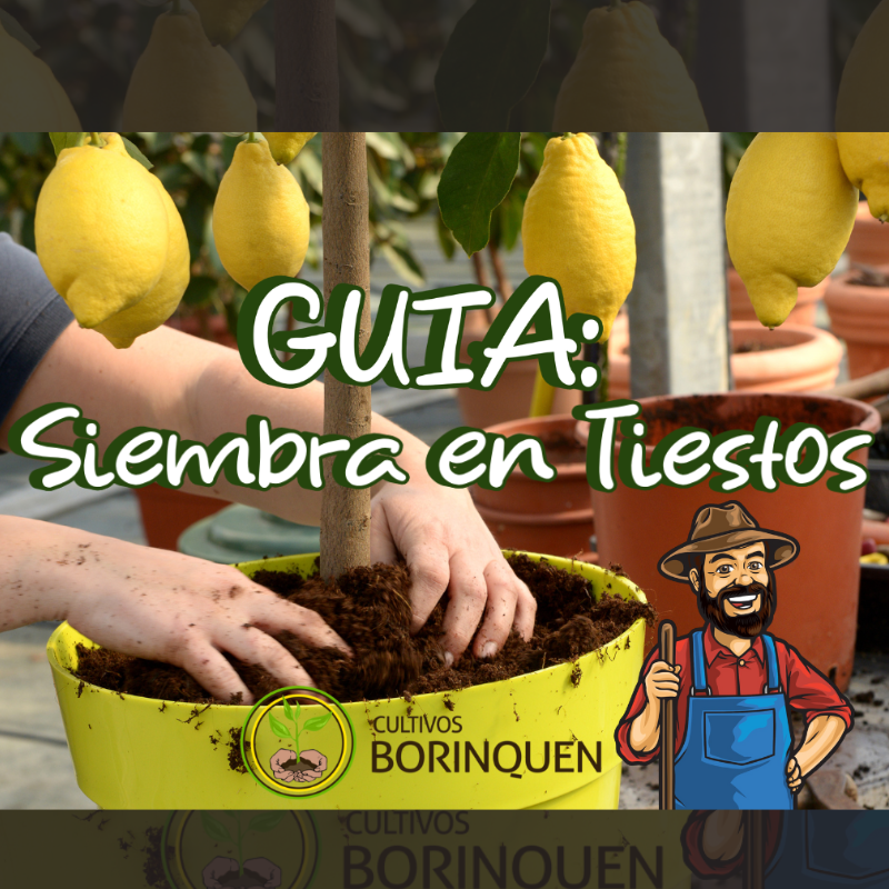 Semillas de recao, gandúl enano, ají dulce, cilantrillo, pimiento morrón y calabaza