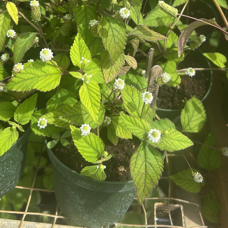 Hojas de Hierba Dulce frescas mostrando su textura característica