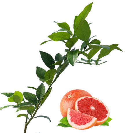 Injerto de toronja
 - Toronja rosada
 - Beneficios de la toronja
 - Cultivo de toronja
 - Frutas saludables
 - Huerto casero
 - Frutas cítricas
 - Jardinería orgánica