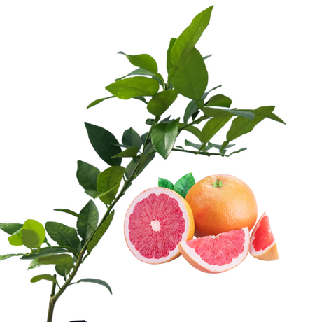 Injerto de toronja
 - Toronja rosada
 - Beneficios de la toronja
 - Vitamina C
 - Antioxidantes
 - Salud cardiovascular
 - Cultivo de toronja
 - Cuidados de plantas
 - Frutas saludables
 - Huerto casero