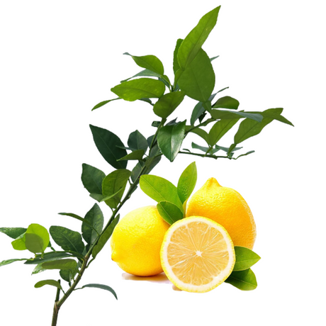 Limón Lima
 - Fruta cítrica
 - Beneficios del limón
 - Vitamina C
 - Antioxidantes
 - Salud digestiva
 - Recetas frescas
 - Cultivo de limón
 - Cuidados de plantas
 - Frutas saludables