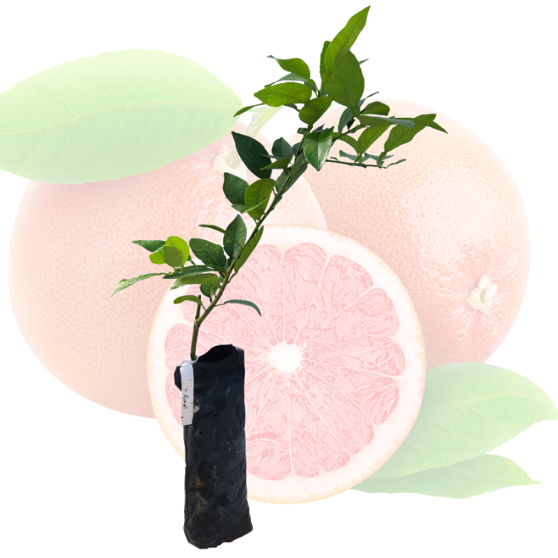 Injerto de toronja
 - Toronja rosada
 - Beneficios de la toronja
 - Cultivo de toronja
 - Frutas saludables
 - Huerto casero
 - Frutas cítricas
 - Jardinería orgánica