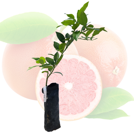 Injerto de toronja
 - Toronja rosada
 - Beneficios de la toronja
 - Cultivo de toronja
 - Frutas saludables
 - Huerto casero
 - Frutas cítricas
 - Jardinería orgánica