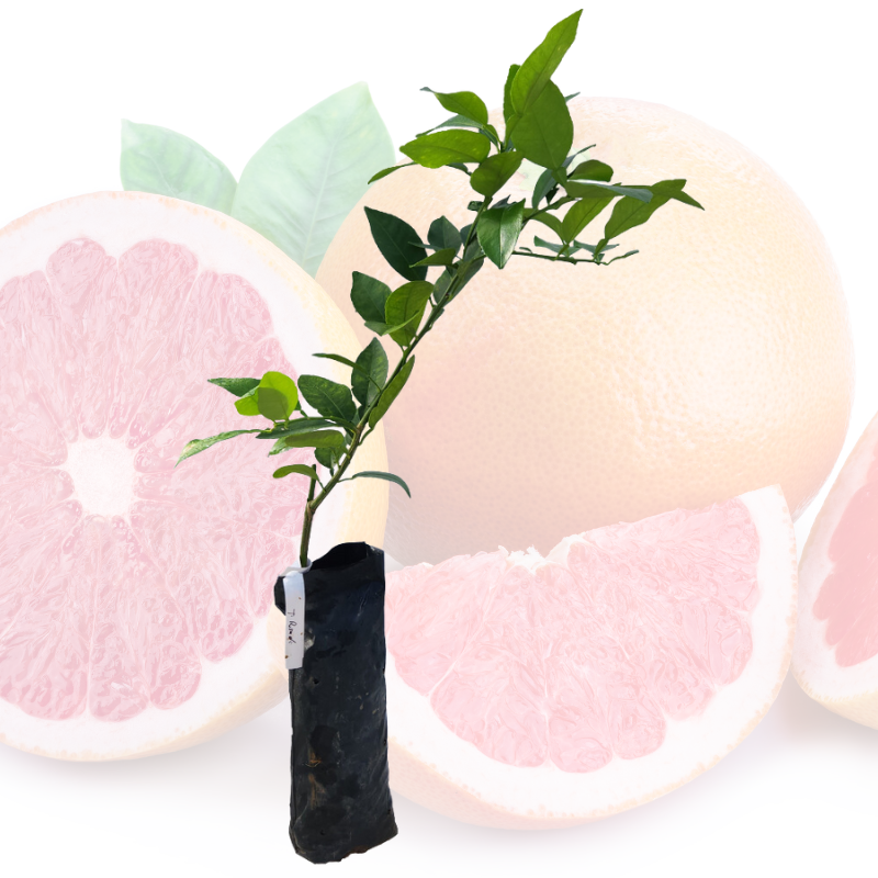 Injerto de toronja
 - Toronja rosada
 - Beneficios de la toronja
 - Vitamina C
 - Antioxidantes
 - Salud cardiovascular
 - Cultivo de toronja
 - Cuidados de plantas
 - Frutas saludables
 - Huerto casero