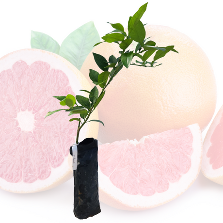 Injerto de toronja
 - Toronja rosada
 - Beneficios de la toronja
 - Vitamina C
 - Antioxidantes
 - Salud cardiovascular
 - Cultivo de toronja
 - Cuidados de plantas
 - Frutas saludables
 - Huerto casero