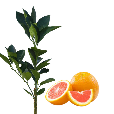 Injerto de China Nebo
 - Fruta dulce
 - Beneficios de la fruta
 - Vitamina C
 - Antioxidantes
 - Salud digestiva
 - Cultivo de frutas
 - Cuidados de plantas
 - Frutas frescas
 - Huerto casero