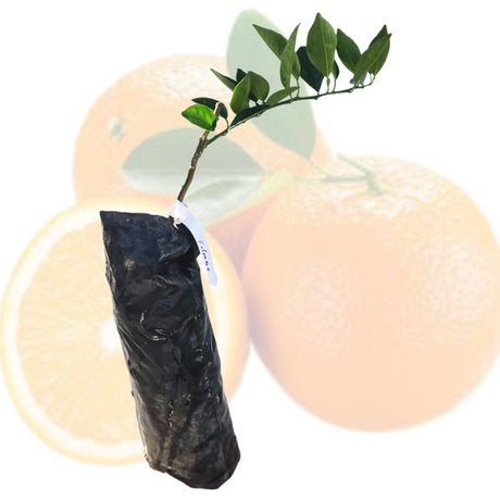 Injerto de China Valencia
- Naranjas dulces
 - Beneficios de la naranja
 - Vitamina C
 - Antioxidantes
 - Salud digestiva
 - Cultivo de naranjas
 - Cuidados de plantas
 - Frutas frescas
 - Huerto casero