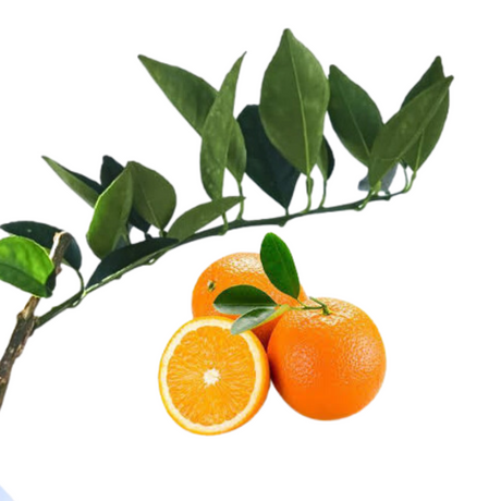 Injerto de China Valencia
- Naranjas dulces
 - Beneficios de la naranja
 - Vitamina C
 - Antioxidantes
 - Salud digestiva
 - Cultivo de naranjas
 - Cuidados de plantas
 - Frutas frescas
 - Huerto casero