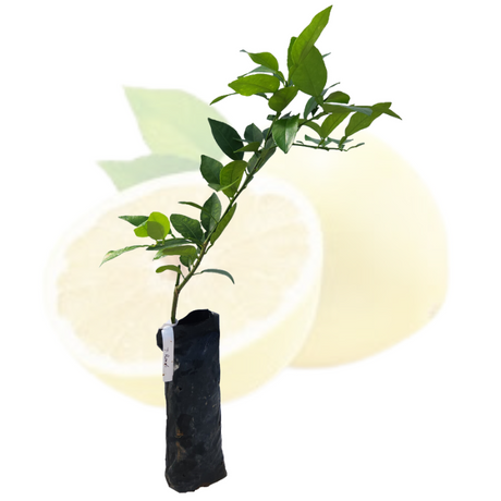 Injerto toronja blanca
 - Toronja fresca
 - Beneficios de la toronja
 - Cultivo de toronja
 - Huerto saludable
- Frutas cítricas
 - Plantas frutales