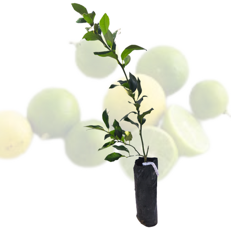 Injerto Limón Criollo
 - Limón dulce
 - Limón de la isla
 - Beneficios del limón criollo
 - Cultivo de limón criollo
- Recetas con limón criollo
 - Frutas frescas de Puerto Rico
 - Jardín de cítricos
 - Sabor auténtico de Puerto Rico