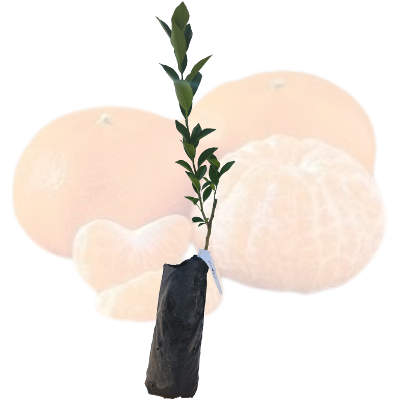 Injerto China Mandarina Ocasia
 - Cultivar mandarinas
 - Árbol frutal fácil cuidado
 - Mandarinas dulces
 - Cultivos Borinquen
 - Frutas frescas
 - Jardinería en casa
 - Injertos de frutas