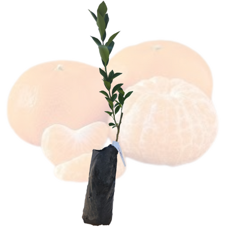 Injerto China Mandarina Encore
 - Cultivar mandarinas
 - Árbol frutal fácil cuidado
 - Mandarinas dulces
 - Cultivos Borinquen
 - Frutas frescas
 - Jardinería en casa
 - Injertos de frutas