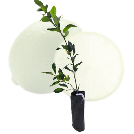 Injerto Limón Meyer
 - Limón dulce
 - Cultivar limones
 - Limonada casera
 - Cultivos Borinquen
 - Frutas frescas
 - Jardinería en casa
 - Injertos de frutas